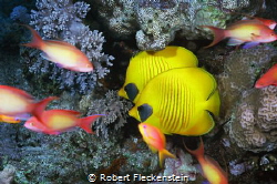 2 small Reef Fish. by Robert Fleckenstein 